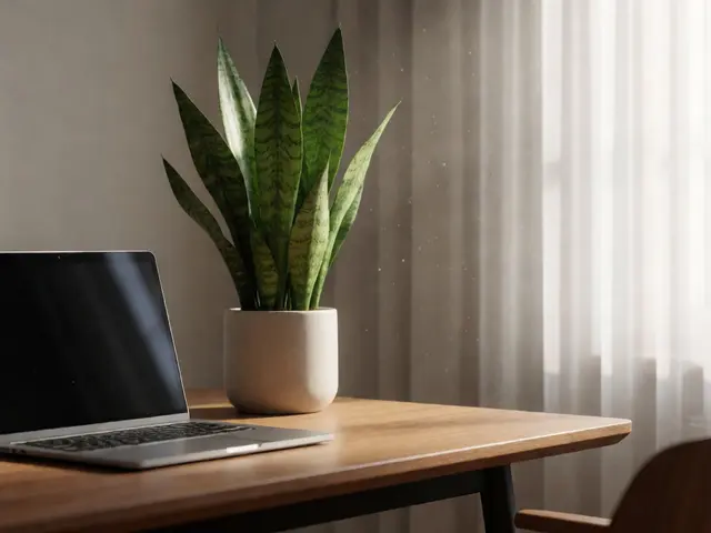 Rostliny v home office: Jak zlepší vzduch a wellbeing